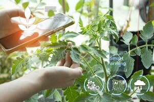 le concept de en utilisant ai et intelligent agriculture. photo