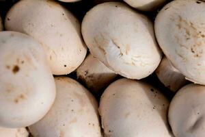 une pile de blanc champignon photo