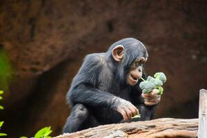 une chimpanzé en mangeant brocoli dans une zoo photo