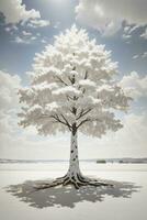 des arbres fond d'écran ,HD qualité photo