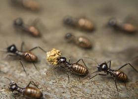 un gros plan de fourmis transportant de la nourriture. photo