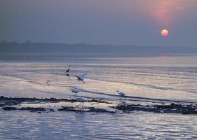 beau lever de soleil et lève-tôt photo