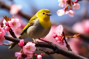 Jaune oiseau sur Sakura arbre, ai génératif photo