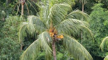noix de coco arbre avec Jaune fruit et feuilles soufflant dans le vent sur une forêt Contexte. photo