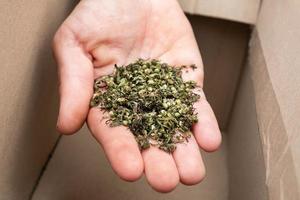 collection de graines de marijuana médicinale, main avec graines de chanvre. photo