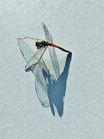 une libellule avec longue ailes et une longue queue photo