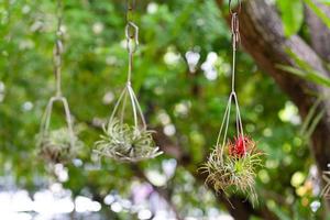 petites plantes aériennes suspendues à un arbre photo