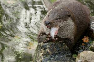 le loutre mange fraîchement pris poisson photo