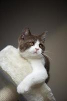 Chaton chat British shorthair mignon isolé sur fond marron gris photo