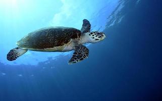 tortue imbriquée dans la mer photo