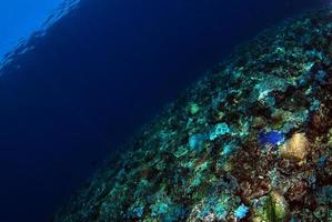 mer bleu clair. fond sous-marin photo