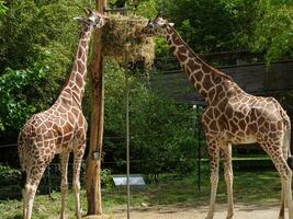 animaux au zoo photo