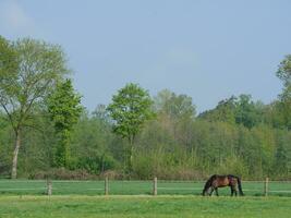 vaches sur une champ dans westphalie photo