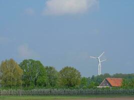 vaches sur une champ dans westphalie photo