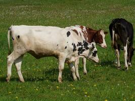 vaches sur une champ dans westphalie photo