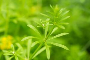 blanc petit fleurs sur galium aparine couperets, des couperets, l'herbe d'oie, l'herbe à chat, l'herbe collante, Robin-run-the-hedge, gluant bon gré mal gré, gluant saule, collantjack, stickeljack, et poignée herbe fermer dans le printemps photo