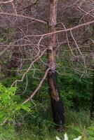 brûlé des arbres dans le forêt. pin branches après une Feu. catastrophe. cassé écosystème. photo
