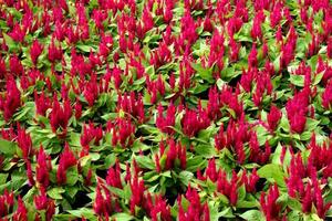 lit de fleurs rouges photo