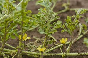 fermer Jaune pastèque fleur sur melon champ parmi vert feuilles. pastèque croissance dans le jardin dans le village. photo