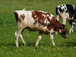 vaches en westphalie photo