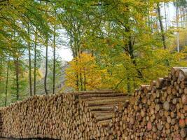 le teutbourg forêt dans Allemagne photo