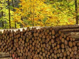 le teutbourg forêt dans Allemagne photo