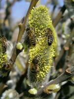 le mon chéri abeille recueille le pollen de le saule. ne pas duveteux bl photo