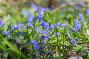 clairière avec une lot de bleu fleurs de le scilla squille épanouissement dans avril. brillant printemps fleur de scilla bifolia fermer photo