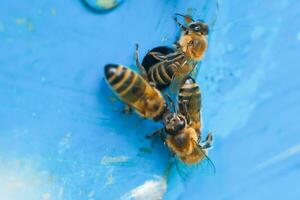 de ruche abeilles d'entrée se glisser dehors. abeille colonie gardes sur bleu ruche de pillage miellat. photo