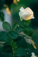 pleinement ouvert blanc Rose avec vert pétales dans jardin sur fleur lit. épanouissement magnifique Rose sur Contexte de vert feuilles de jardin photo