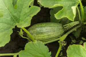 cucurbita pepo parmi le des buissons dans le jardin entouré par feuilles. vert ne pas mûr citrouille dans le jardin dans le village. écologique agriculture. pur produit germé sur le placer. photo