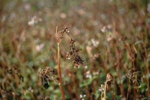 sarrasin après gel. congelé feuilles et fleurs de sarrasin. les plantes après tranchant du froid instantané. mort les pièces de les plantes après gel. détruit cultures, effondrer de entreprise. problèmes de agronomie photo