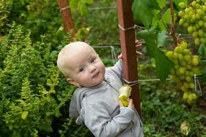 une peu fille mange une poire et des stands par une grain de raisin buisson dans une vignoble. alimentation les enfants avec Naturel des produits. croissance baies pour bébé aliments. photo