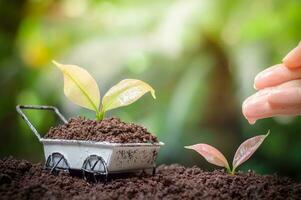 gros plan sur la main d'une femme nourrissant et arrosant de jeunes plantes grandit sur une pile de pièces pour un investissement commercial ou un concept d'épargne photo