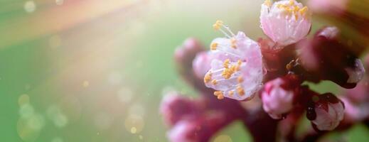 une pêche épanouissement dans le printemps. magnifique rose fleur sur une arbre branche. une doux printemps Contexte avec Soleil des rayons et une flou Contexte avec une copie espace photo