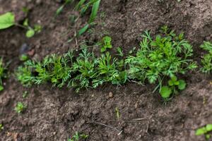 Jeune choux persil. dans le jardin lit de pimenter les plantes. le en haut photo