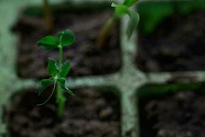 cultiver Jeune petits pois. le A venir récolte dans le jardin. pois photo