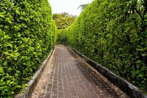 passerelle en briques parmi les grands murs des arbres photo