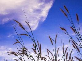l'herbe de la mission et le ciel bleu photo
