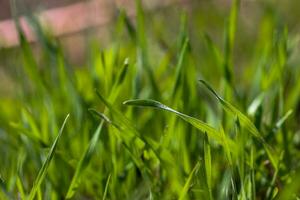 vert herbe fermer. Naturel Contexte. le premier printemps herbe sur le pelouse. photo