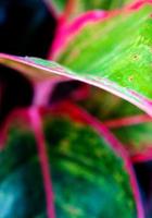 Feuille d'aglaonema 'siam aurora' plante d'intérieur tropicale photo