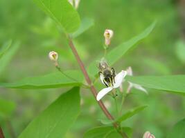 une abeille recueille nectar avec blanc chèvrefeuille fleur avec brillant jaune, couvert de pollen anthères et foncé les bois derrière.chérie plante Ukraine. collecte pollen de fleurs et bourgeons photo