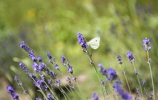 fleurs de lavande sur le terrain photo