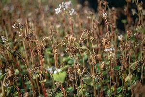 sarrasin après gel. congelé feuilles et fleurs de sarrasin. les plantes après tranchant du froid instantané. mort les pièces de les plantes après gel. détruit cultures, effondrer de entreprise. problèmes de agronomie photo