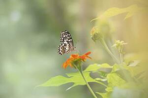 une papillon est perché sur une fleur dans le jardin photo