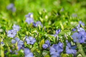 vif bleu pervenche fleur entouré par luxuriant vert feuillage, création une harmonieux jardin scène. photo