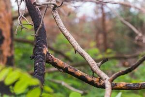 brûlé des arbres dans le forêt. pin branches après une Feu. catastrophe. cassé écosystème. photo