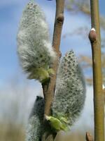 ne pas duveteux épanouissement inflorescences chatons houx saule dans oreille photo