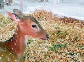 fermer peu cerf dans une ferme à nara ville, Japon photo