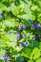 glechome hédéracée, nepeta glechome benth., nepeta hédéracée, le lierre terrestre, branchies sur le sol, rampant Charlie, sabot, sabot-botton, pied de chat, champ baume, et rouge-gorge en fuite, rampant Jenny photo